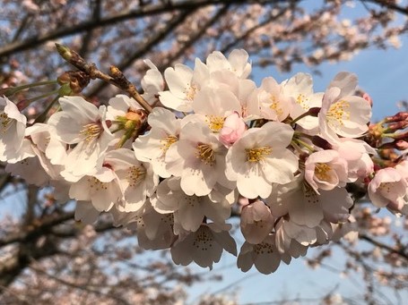 新入社員を迎えて 桜の季節 新入社員を迎えて 桜の季節